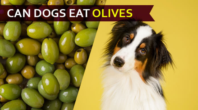 dog eat olive