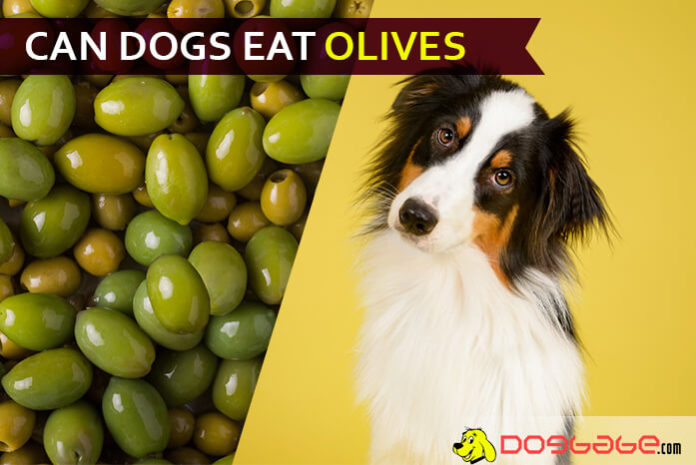 dog eat olive