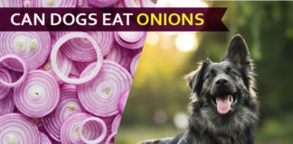 dog eat onions