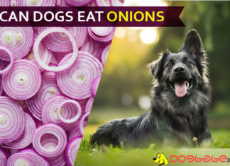 Can dogs eat onions? Onions are great for gravy and soups but is it safer for your dogs meal too? dog eat onions