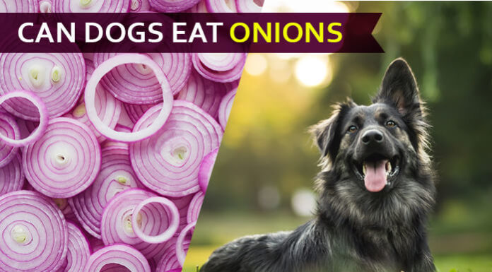 dog eat onions
