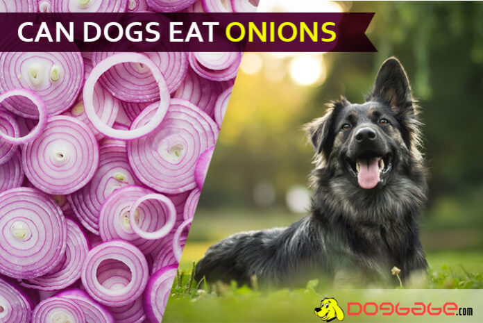 dog eat onions