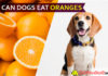 Can dogs eat oranges? Peel off the skin and start facial for doggies! dog eat orange