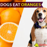 Can dogs eat oranges? Peel off the skin and start facial for doggies! dog eat orange