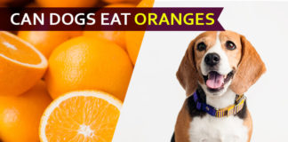 dog eat orange