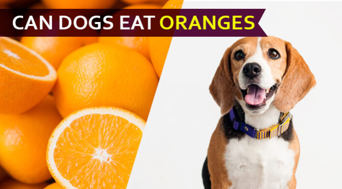 dog eat orange