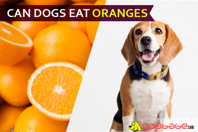 dog eat orange