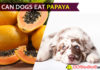 Can Dogs Eat Papaya? Is Papaya a Super Food for Your Furry Friend? dog eat papaya