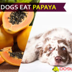 Can Dogs Eat Papaya? Is Papaya a Super Food for Your Furry Friend? dog eat papaya