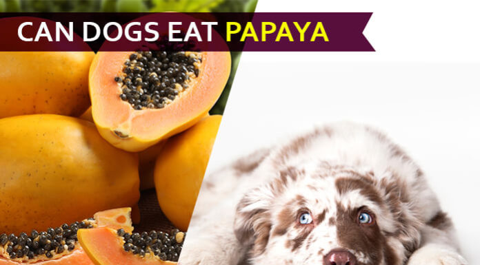 Can Dogs Eat Papaya? Is Papaya a Super Food for Your Furry Friend? dog eat papaya
