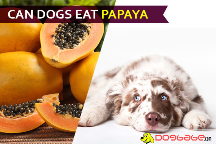 dog eat papaya