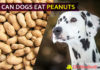 Can Dogs Eat Peanuts? Is It Safe for Dogs? dog eat peanut