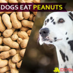 Can Dogs Eat Peanuts? Is It Safe for Dogs? dog eat peanut