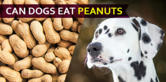 dog eat peanut