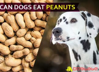 Can Dogs Eat Peanuts? Is It Safe for Dogs? dog eat peanut