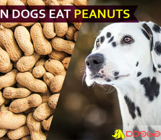 dog eat peanut