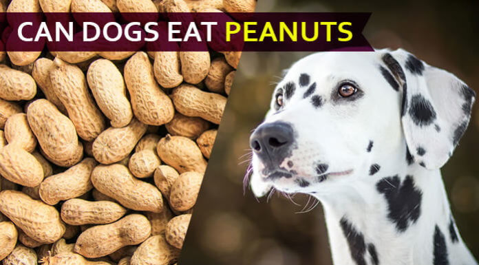 dog eat peanut