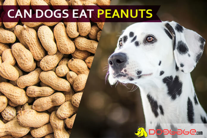 dog eat peanut