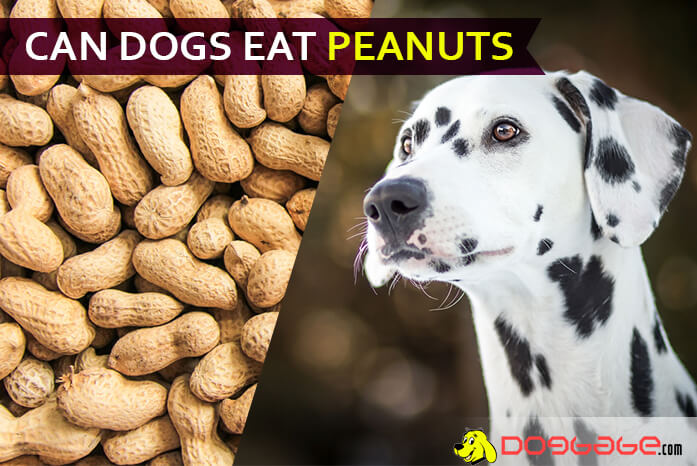 dog ate peanuts