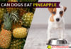 Can Dogs Eat Pineapple To Help Stop Eating Feces? Here’re Medi Facts! dog eat pineapple