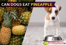 dog eat pineapple