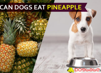 Can Dogs Eat Pineapple To Help Stop Eating Feces? Here’re Medi Facts! dog eat pineapple
