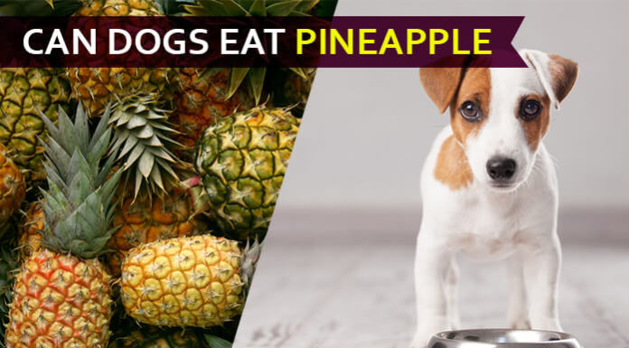 dog eat pineapple