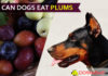 dog eat plum
