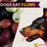 Can Dogs Eat Plums? Are Plums Dangerous to your dog babe? “S”Pit out! dog eat plum