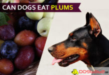 dog eat plum