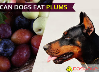 Can Dogs Eat Plums? Are Plums Dangerous to your dog babe? “S”Pit out! dog eat plum