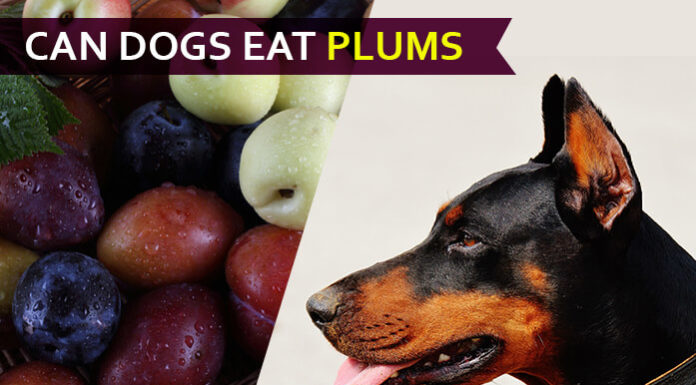 dog eat plum