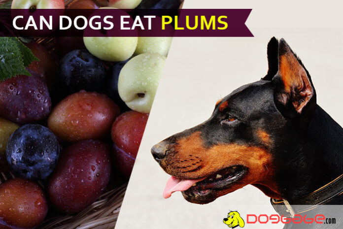 dog eat plum