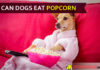 Is popcorn bad for dogs? Movie nights might be fun for your pet but is popcorn too? dog eat popcorn