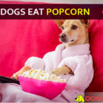 Is popcorn bad for dogs? Movie nights might be fun for your pet but is popcorn too? dog eat popcorn