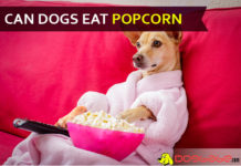 dog eat popcorn