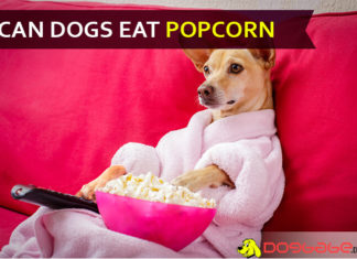 Is popcorn bad for dogs? Movie nights might be fun for your pet but is popcorn too? dog eat popcorn