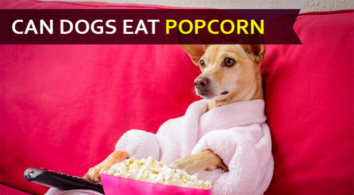 dog eat popcorn