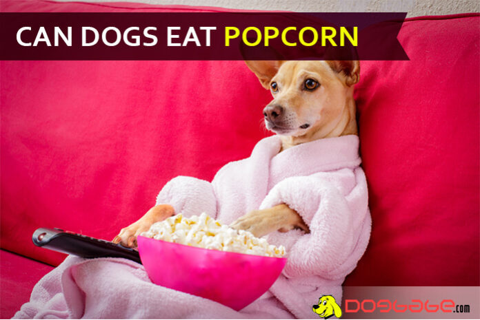 Can I feed Popcorn To My Dog? Is Popcorn Bad For Dogs? Read The