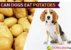 Can Dogs Eat Potatoes? Is It Hazardous for Dogs? dog eat potatoe