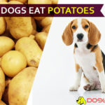 Can Dogs Eat Potatoes? Is It Hazardous for Dogs? dog eat potatoe