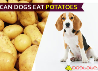 Can Dogs Eat Potatoes? Is It Hazardous for Dogs? dog eat potatoe