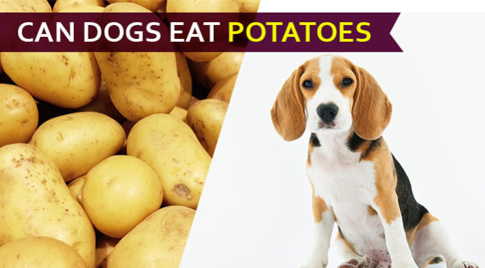 dog eat potatoe