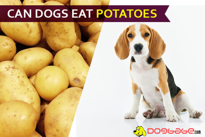 dog eat potatoe