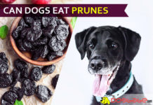 dog eat prune