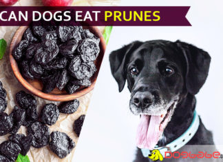 Can Dogs Eat Prunes? Will Prunes tune your dog’s gut health? dog eat prune