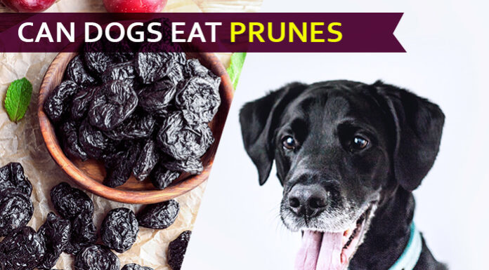 dog eat prune