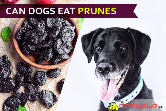dog eat prune