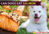 Can dogs eat salmon fish? Is It Good or Bad for Dogs? dog eat salmon