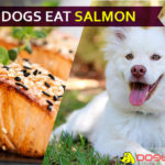Can dogs eat salmon fish? Is It Good or Bad for Dogs? dog eat salmon